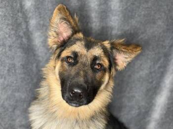 Breeze -  German Shepherd Dog and Mixed Breed Dog for Adoption in Portland, Oregon - Breeze | PetCurious