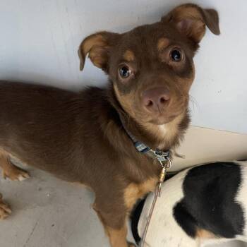 Mixed Breed Dogs Available for Adoption - Hawthorne | PetCurious