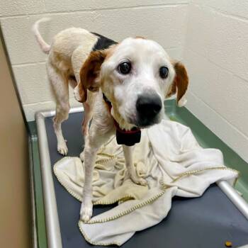 Rescue Hound and Jack Russell Terrier Dogs for Adoption in Lyndhurst, Virginia - "Spot" | PetCurious