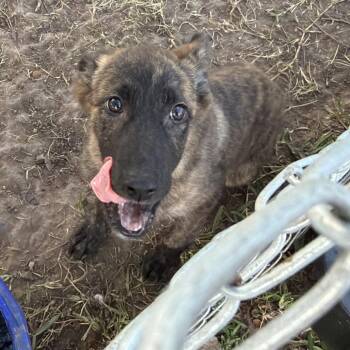 Gator -  Mixed Breed Dog for Adoption in Lake Jackson, Texas - Gator | PetCurious