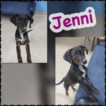 Jenni -  Hound and Mixed Breed Dog for Adoption in Blountville, Tennessee - Jenni | PetCurious