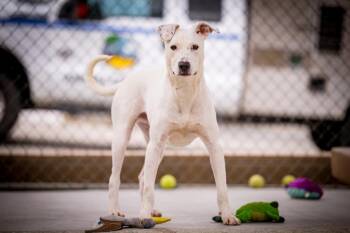 Pit Bull Terrier and Labrador Retriever Dogs Available for Adoption in Twentynine Palms, California - Sweet Boy | PetCurious