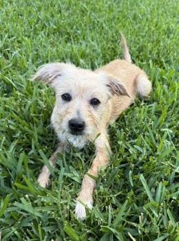 Labrador Retriever and Mixed Breed Dogs Available for Adoption in Broomfield, Colorado - Corsiica / Heather | PetCurious