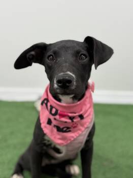 Whippet and Labrador Retriever Dogs Available for Adoption in Carlsbad, California - Sadie-One Of Our Amazing Rescue Dogs | PetCurious