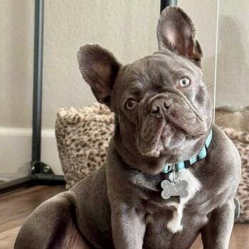 Kevin -  French Bulldog Dog for Adoption in Citrus Heights, California - Kevin | PetCurious
