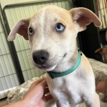 Shae -  Mixed Breed Dog for Adoption in West Olive, Michigan - Shae | PetCurious