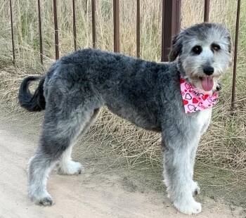 Sheep Dog and Poodle Dogs Available for Adoption - Carlee In TX | PetCurious