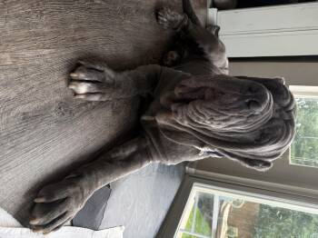 Masty -  Mastiff Dog for Adoption in Severance, Colorado - Masty | PetCurious