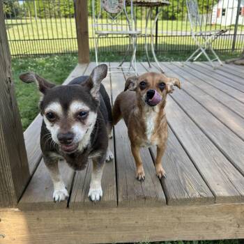 Chihuahua Dogs Available for Adoption in Lancaster, South Carolina - Bella And Babygirl | PetCurious