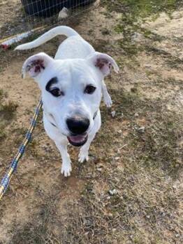Scarface-Capone -  Pit Bull Terrier and Mixed Breed Dog for Adoption in Atlanta, Georgia - Scarface-Capone | PetCurious