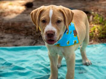 Ginny -  Mixed Breed Dog for Adoption in Myrtle Beach, South Carolina - Ginny | PetCurious