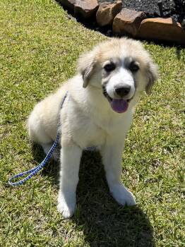 Great Pyrenees and Anatolian Shepherd Dogs Available for Adoption - Felipe | PetCurious