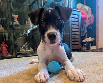 Maggie -  Mixed Breed Dog for Adoption - Maggie | PetCurious