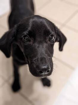 Labrador Retriever Dogs Available for Adoption - Yancie | PetCurious