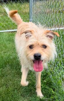 Cha Cha -  Wirehaired Terrier Dog for Adoption in Lagrange, Indiana - Cha Cha | PetCurious