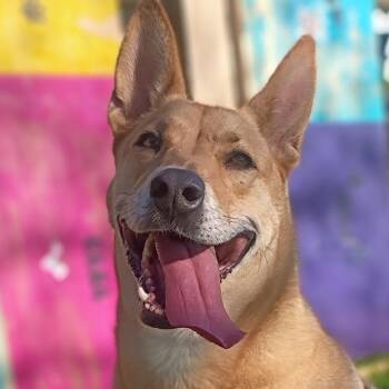 Melody - I NEED YOU -  Shepherd and Carolina Dog Dog for Adoption in Houston, Texas - Melody - I NEED YOU | PetCurious