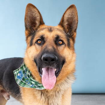 Rescue German Shepherd Dog Dogs for Adoption in Pasadena, California - MAX | PetCurious