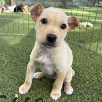 Mixed Breed Dogs Available for Adoption - Earth 5662 | PetCurious