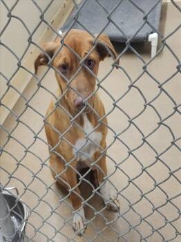 Labrador Retriever and Mixed Breed Dogs Available for Adoption - COPPER | PetCurious