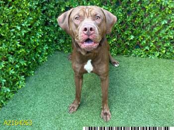 Rescue Mixed Breed Dogs for Adoption in West Palm Beach, Florida - FREDDIE | PetCurious