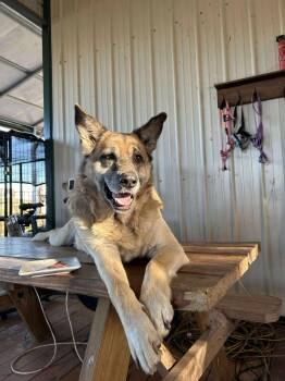 German Shepherd Dog Dogs Available for Adoption - Simba | PetCurious