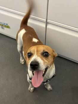 Shuffle -  Terrier and Mixed Breed Dog for Adoption in New Orleans, Louisiana - Shuffle | PetCurious