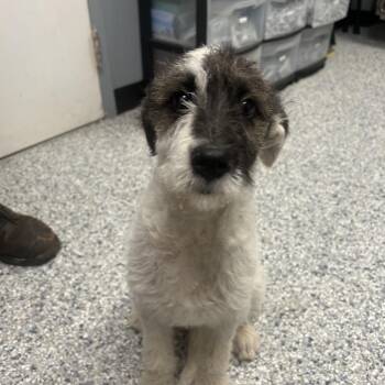 Terrier Dogs Available for Adoption - Doodle | PetCurious