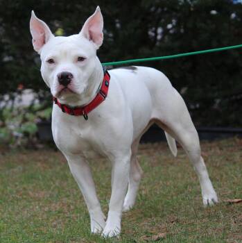 Rescue Pit Bull Terrier Dogs for Adoption in Portage, Wisconsin - Lucy | PetCurious