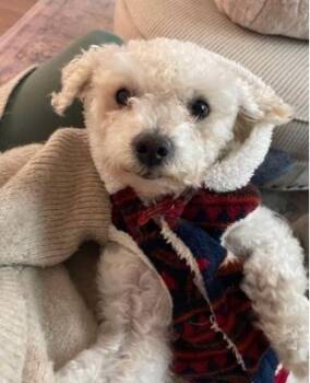 Rescue Maltipoo and Poodle Dogs for Adoption in Portland, Oregon - Abby | PetCurious