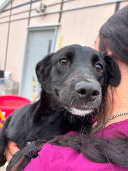 Robin -  Black Labrador Retriever Dog for Adoption in Prineville, Oregon - Robin | PetCurious