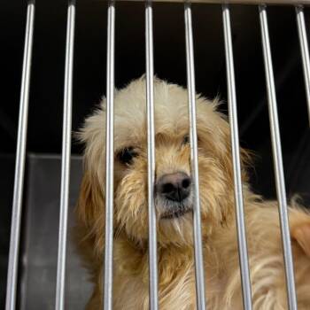 Cat -  Yorkshire Terrier and Poodle Dog for Adoption in Northbrook, Illinois - Cat | PetCurious