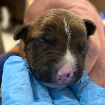 Border Collie Dogs Available for Adoption in Yuma, Arizona - Lincoln | PetCurious