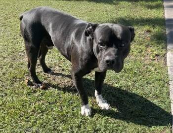 American Bulldog Dogs Available for Adoption in Doral, Florida - CASH | PetCurious