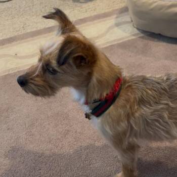 Jacob -  Yorkshire Terrier and Chihuahua Dog for Adoption in Mount Bethel, Pennsylvania - Jacob | PetCurious