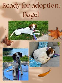 Bagel -  Beagle Dog for Adoption in Toronto, Ontario - Bagel | PetCurious