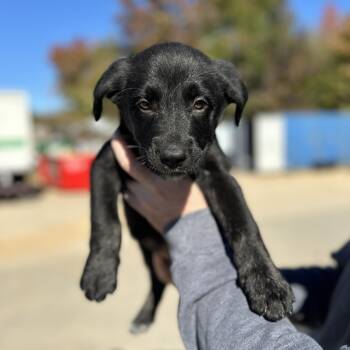 Rescue Labrador Retriever Dogs for Adoption in Columbia, South Carolina - Oh We