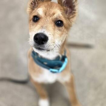 Remi -  Rough Collie Dog for Adoption in Farmington, Minnesota - Remi | PetCurious