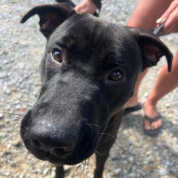 Rescue Black Labrador Retriever and Mixed Breed Dogs for Adoption in Pittsburgh, Pennsylvania - Bowie | PetCurious