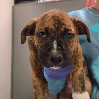 Mixed Breed Dogs Available for Adoption in Charleston, West Virginia - Felix | PetCurious