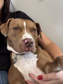 Cinnibar -  Labrador Retriever and Mixed Breed Dog for Adoption in Oxford, Michigan - Cinnibar | PetCurious