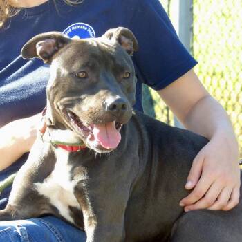 Pit Bull Terrier Dogs Available for Adoption in Vineland, New Jersey - Genevieve | PetCurious