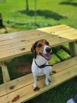 Rip -  Beagle Dog for Adoption in Chambersburg, Pennsylvania - Rip | PetCurious