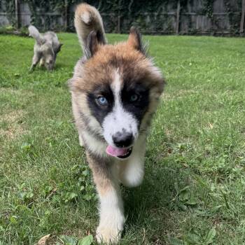 Haaland -  Siberian Husky Dog for Adoption in Richmond, Virginia - Haaland | PetCurious