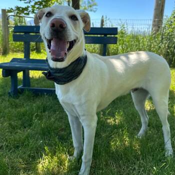 Bagel -  Labrador Retriever Dog for Adoption in Logan, Utah - Bagel | PetCurious