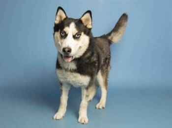 BANDIT -  Siberian Husky Dog for Adoption in Phoenix, Arizona - BANDIT | PetCurious