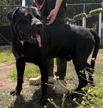 MACK -  Cane Corso and Great Dane Dog for Adoption in Bakersfield, California - MACK | PetCurious