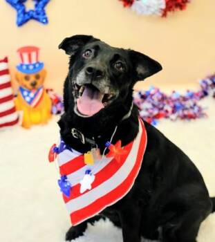 Lola -  Mixed Breed Dog for Adoption in Hamilton, Ohio - Lola | PetCurious
