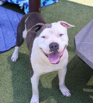 Rescue Mixed Breed Dogs for Adoption in Athens, Georgia - Vegeta | PetCurious