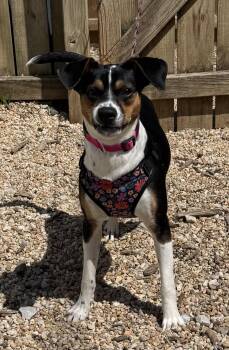 Hound Dogs Available for Adoption in Ellicott City, Maryland - Magnolia | PetCurious