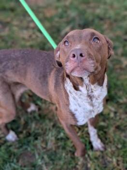 Oak -  Mixed Breed Dog for Adoption in Gulfport, Mississippi - Oak | PetCurious